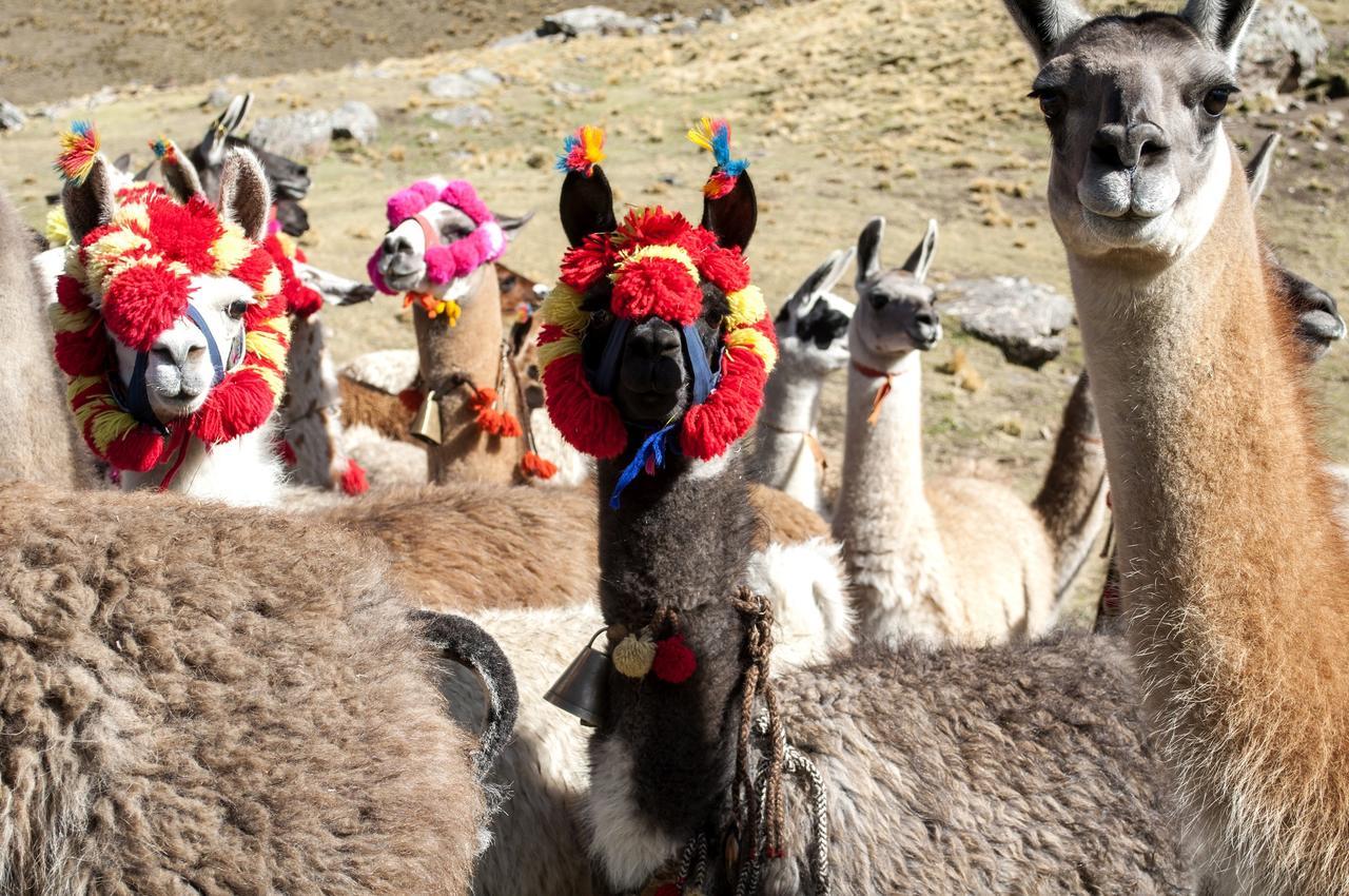 Hotel Gran Palma Huancayo Dış mekan fotoğraf